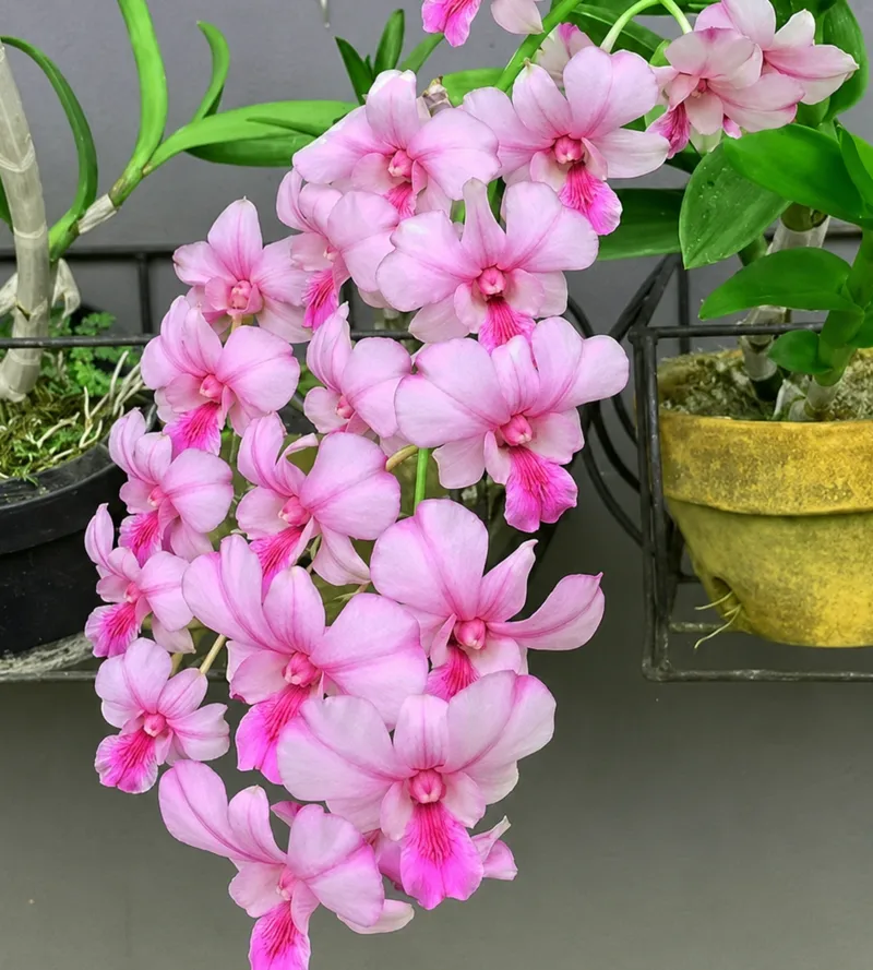 Ready to Flower Size Dendrobium Popeye