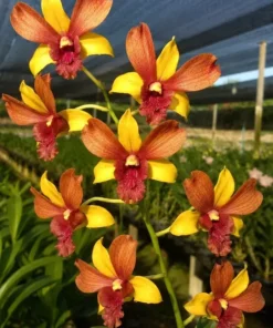 Ready to Flower Size Dendrobium Two Tone Red Yellow