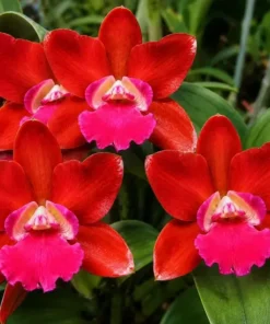 Cattleya Loong Ton Red Blooming Size