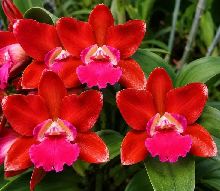 Cattleya Loong Ton Red Blooming Size