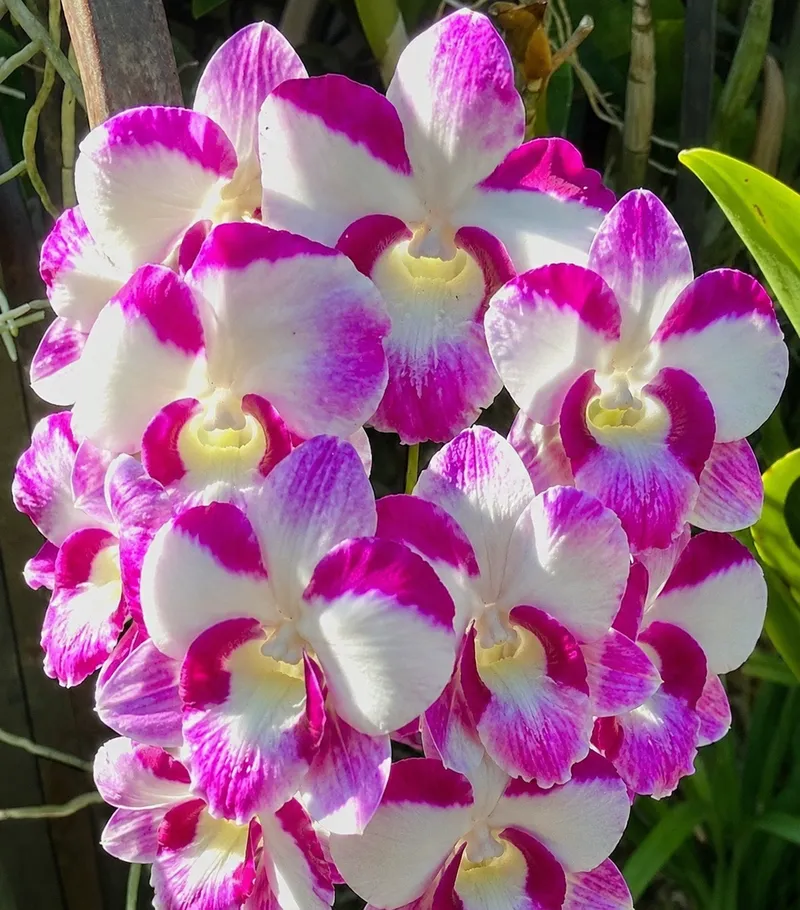 Ready to Flower Size Dendrobium Big King