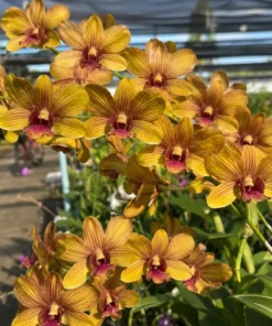 Yellow Stripe 94 Seedling