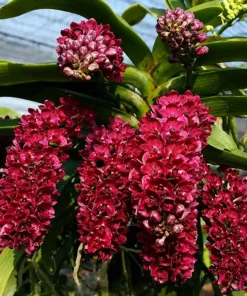 Rhynchostylis Retusa X Gigantea Red Blooming Size