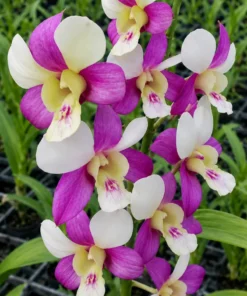 Shavin Pink Seedling