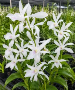 Rabbit White 67 Seedling