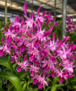 Dendrobium Caesar Pink 07 Medium Size
