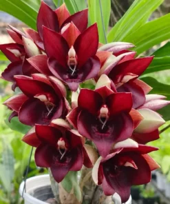 Catasetum Penang Blooming Size