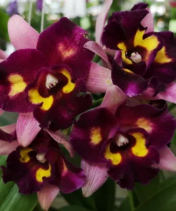 Cattleya Chomyong Beauty Blooming Size