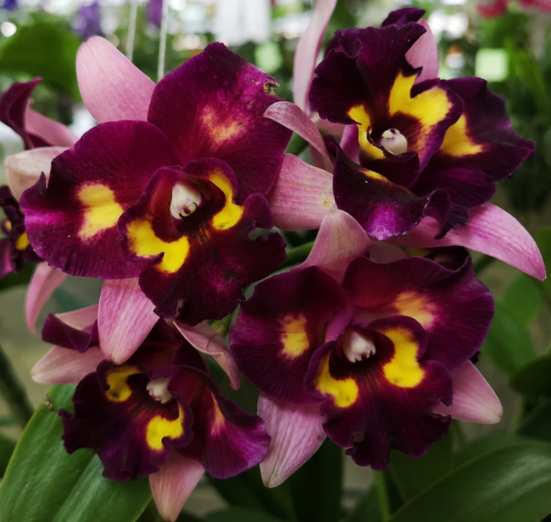 Cattleya Chomyong Beauty Blooming Size