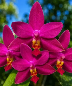 Ready to Flower Size Phalaenopsis Indigo Red X Violacea Sumatrana