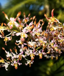 Dendrobium Brown Twist 98 Medium Size
