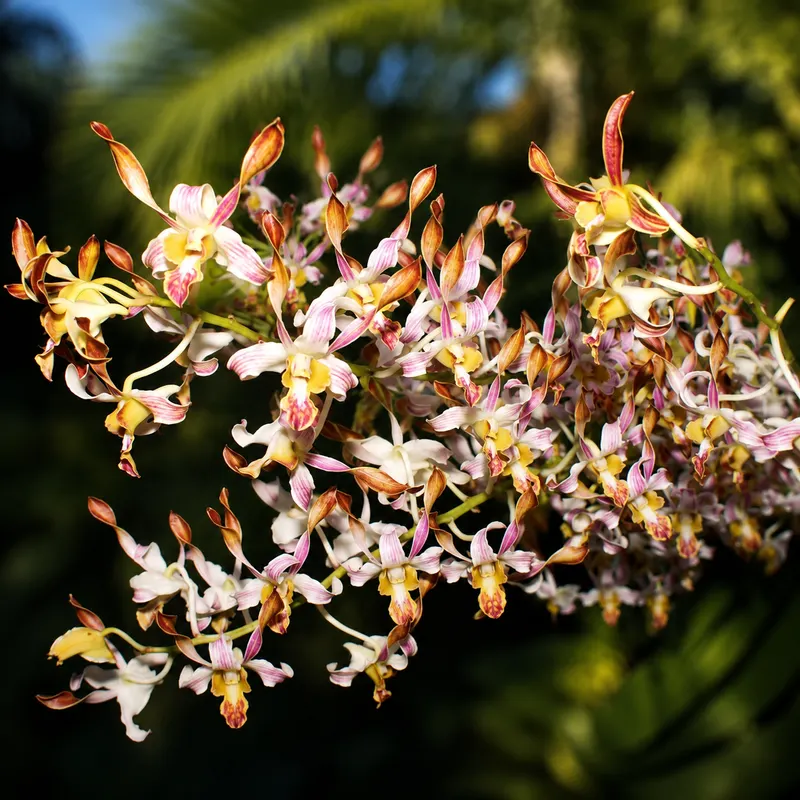 Dendrobium Brown Twist 98 Medium Size