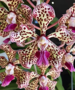 Vanda Tricolor Blooming Size
