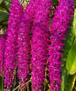 Rhynchostylis Chaloo Red Blooming Size