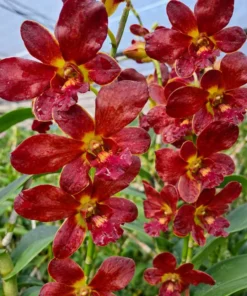 Brown 412 Seedling