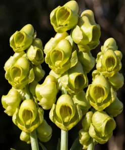 Catasetum Planiceps Blooming Size