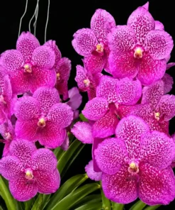 Vanda Pure Magic Blooming Size