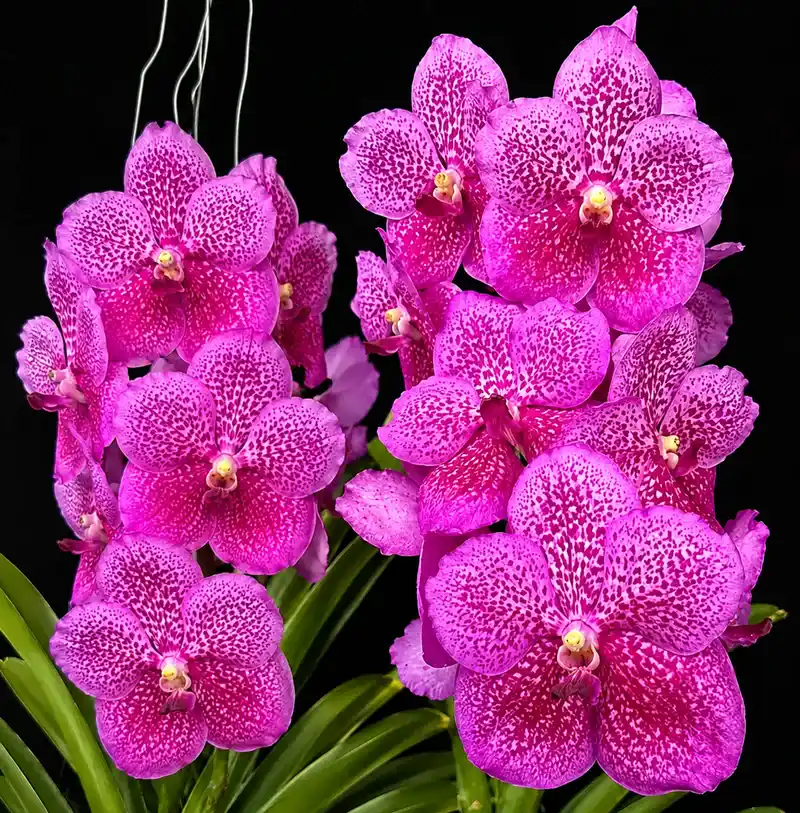Vanda Pure Magic Blooming Size