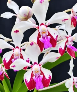 Vanda Lamellata (LAMELLA) Blooming Size