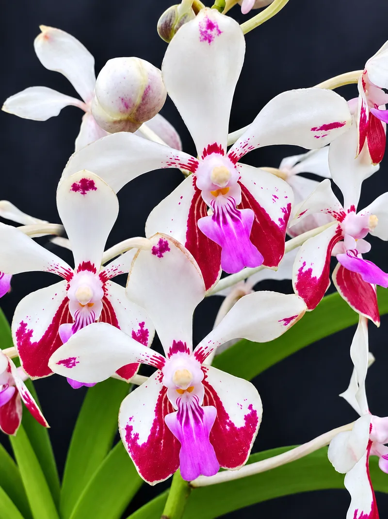 Vanda Lamellata (LAMELLA) Blooming Size