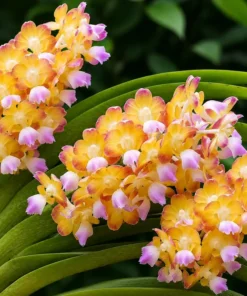 Vanda Wuttipanaara Maanoonyaa Yellow Blooming Size