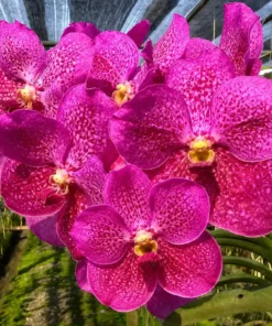 Vanda Dr. Anek X Bitz Blooming Size