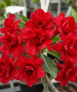 Adenium Red Velvet Majestic (PPA115)