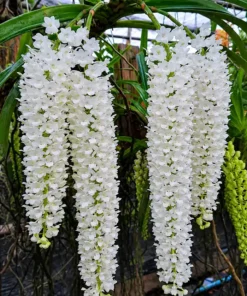 Rhynchostylis Retusa Alba ( RTS AB WHITE ) Blooming Size