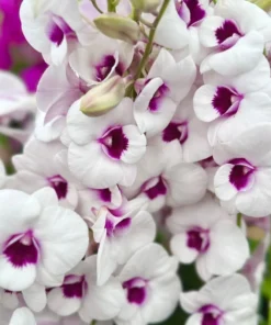 Ready to Flower Size Dendrobium Wattana
