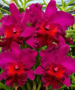 Cattleya Juremy Island Blooming Size