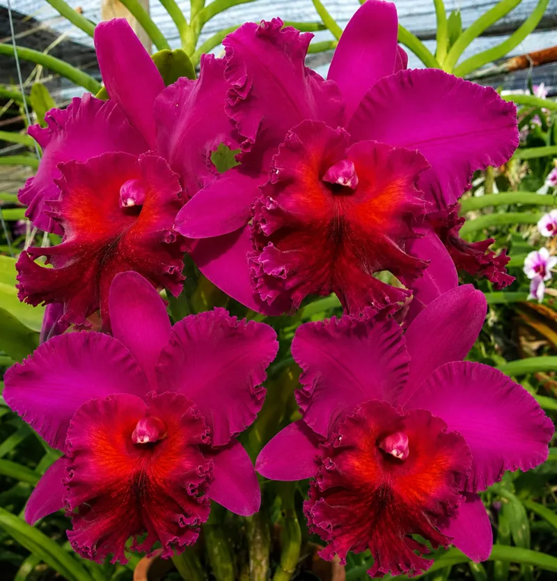 Cattleya Juremy Island Blooming Size