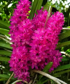 Ascocentrum Ampullaceum (AMP) Blooming Size