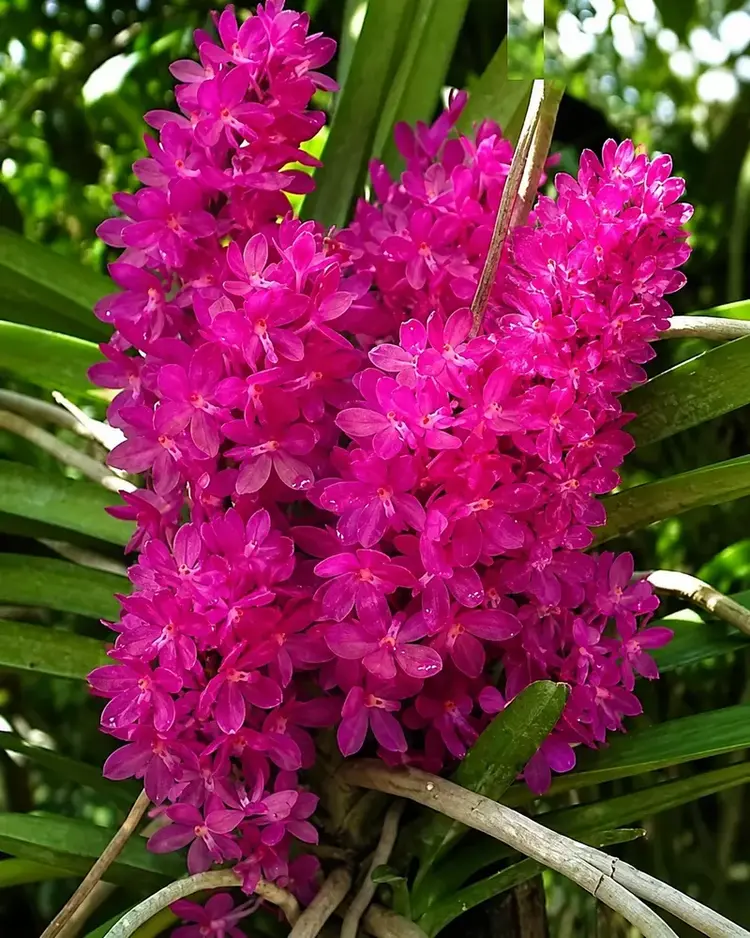 Ascocentrum Ampullaceum (AMP) Blooming Size