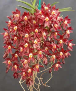 Rodridenia Woon Leng's Red Gem Blooming Size - Mounted