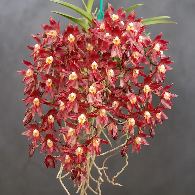 Rodridenia Woon Leng's Red Gem Blooming Size - Mounted