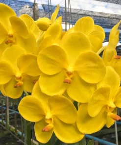 Vanda Yellow 18 Blooming Size