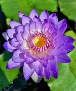 Fahathai Water Lily