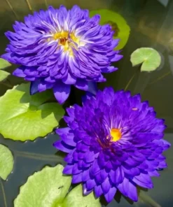 Monthonsila Water Lily