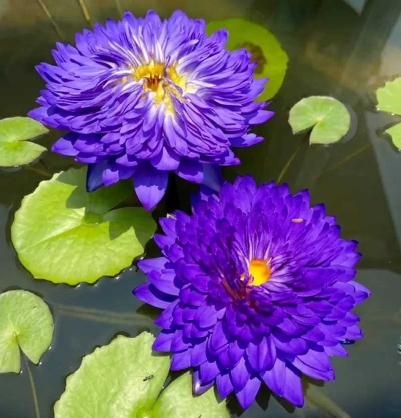 Monthonsila Water Lily