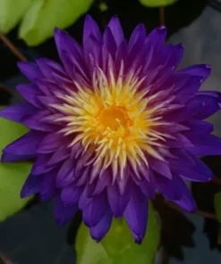 Yok Ampun Water Lily