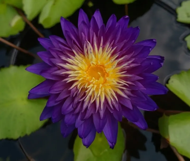 Yok Ampun Water Lily
