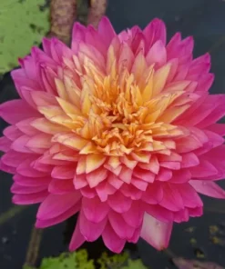 Nadda Water Lily