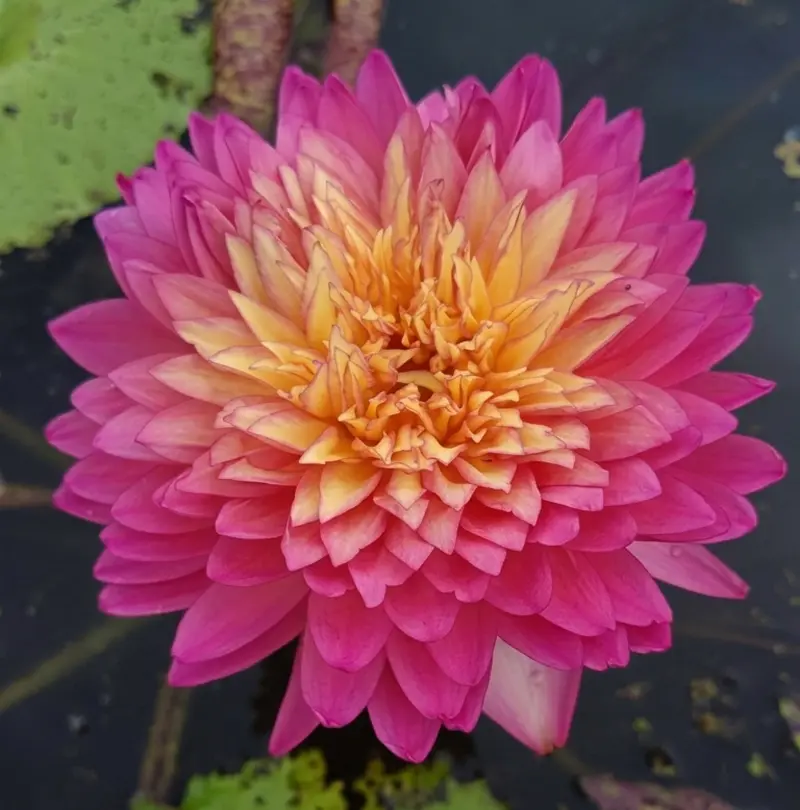 Nadda Water Lily