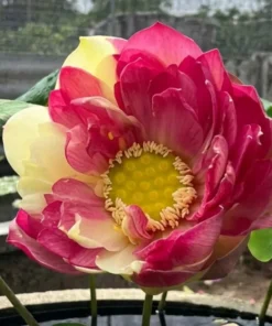 Purple Ribbon and Gold Seal (New Breed) Lotus Tuber