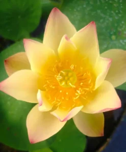Orange Metal (New Breed) Lotus Tuber