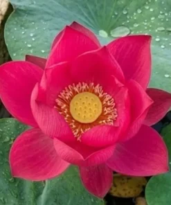 Ancient Capital Lotus Tuber