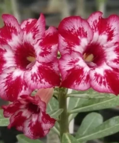 Adenium Crimson Halo (PPA68)