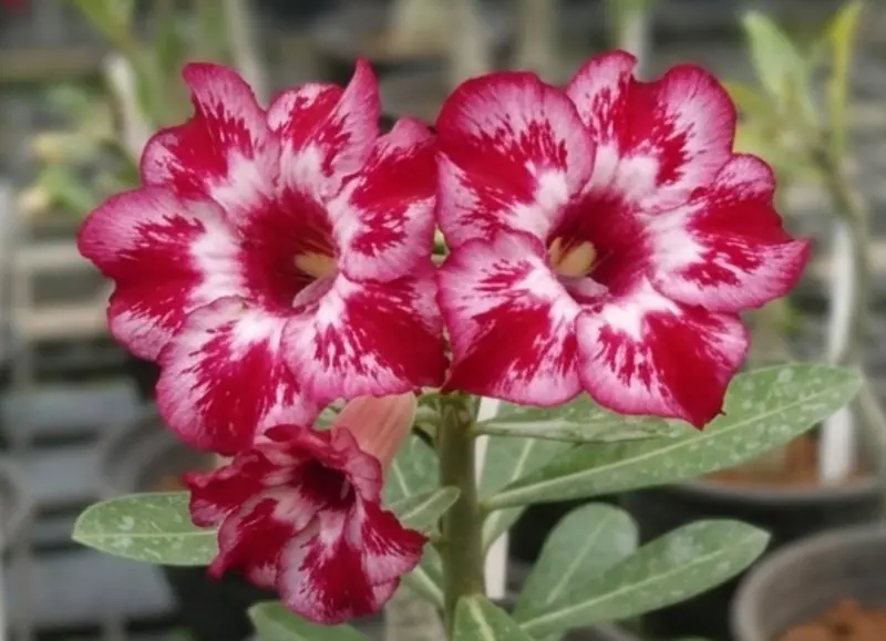Adenium Crimson Halo (PPA68)