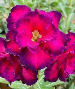 Adenium Burgundy Flame (PPA58)
