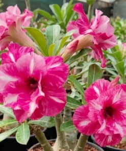 Adenium Rosy Comet (PPA55)